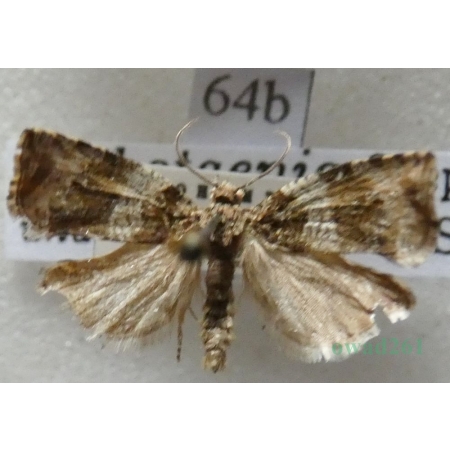 Orthotaenia undulana (Denis & Schiffermüller, 1775) Czech64b